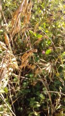 Chrysocrambus linetella