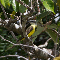 Tyrannus albogularis