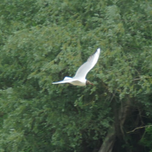 iNaturalist image