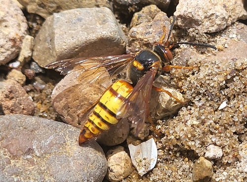 Western Cicada-killer Wasp