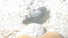 Harpalus atratus
