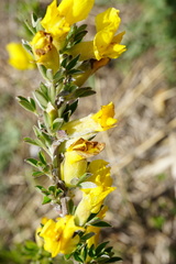Chamaecytisus ratisbonensis