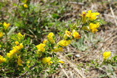 Chamaecytisus ratisbonensis