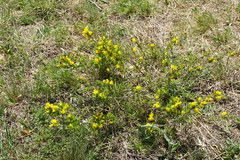 Chamaecytisus ratisbonensis