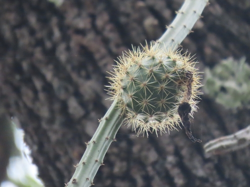 Selenicereus spinulosus, photograph 6
