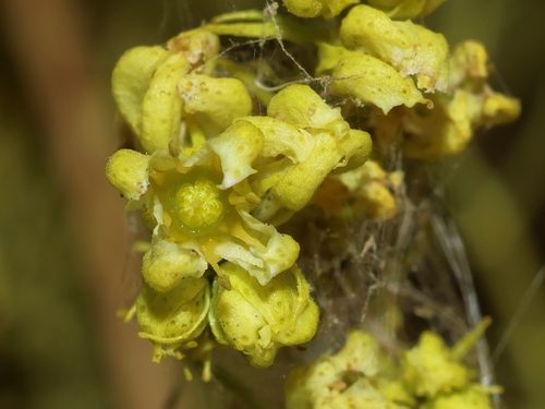 Mountain Rue