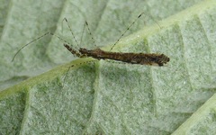 Empicoris rubromaculatus