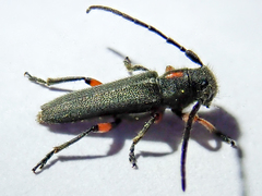 Phytoecia pustulata