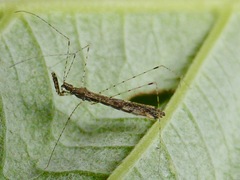 Empicoris rubromaculatus