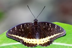 Lexias panopus