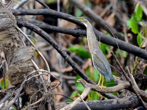 iNaturalist image
