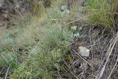 Ephedra monosperma