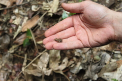 Arthroleptis xenodactyloides