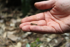 Arthroleptis xenodactyloides