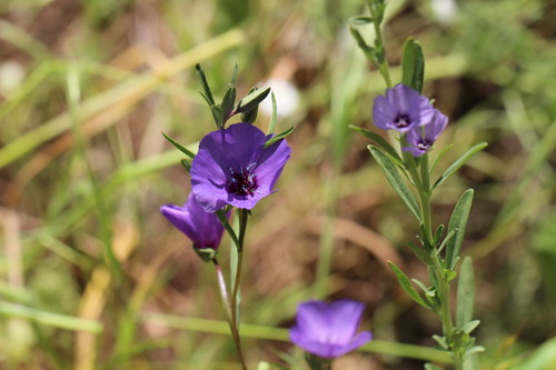 Clarkia tenella, photograph 4