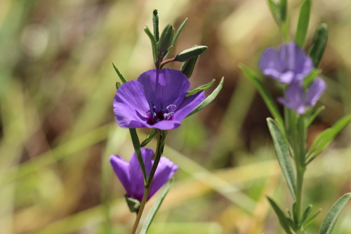 Clarkia tenella, photograph 3