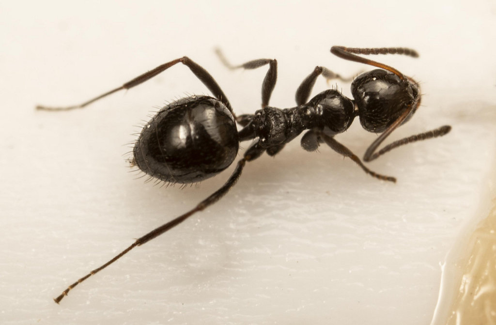 Small Black Sugar Ant from Kleinmond, South Africa on March 20, 2020 at ...