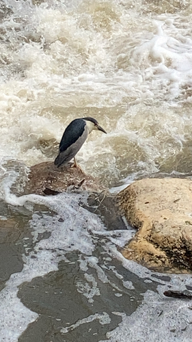 iNaturalist image