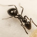 Small Black Sugar Ant - Photo (c) Hamish Robertson, some rights reserved (CC BY-NC), uploaded by Hamish Robertson