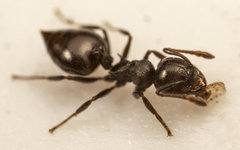 Crematogaster liengmei