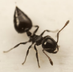 Crematogaster liengmei
