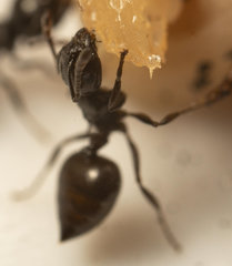 Crematogaster liengmei