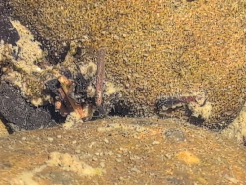 iNaturalist observation photo of Bizarre Caddisflies