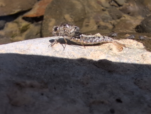 iNaturalist observation photo of Mayflies