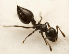 Crematogaster liengmei