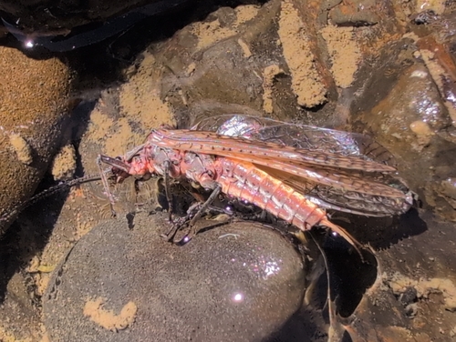 iNaturalist observation photo of California Giant Stonefly