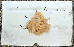 Crematogaster liengmei