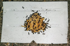 Crematogaster liengmei