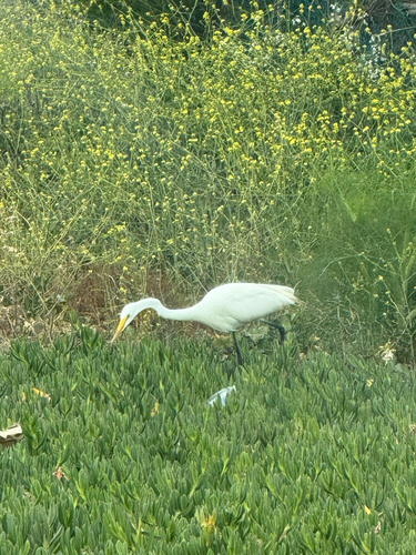 iNaturalist image