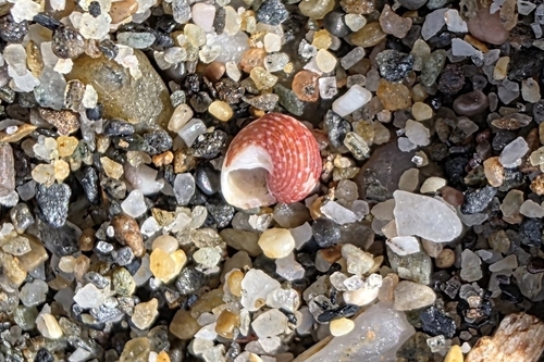 Gibbula turbinoides observed 2026-06-06