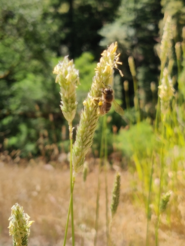 iNaturalist observation photo of Western Honey Bee
