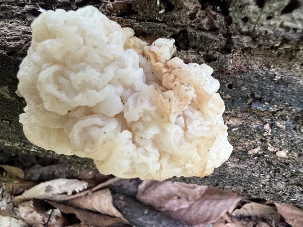 white jelly fungus · June 2026 · photo: Photo: (c) Mark Richman, some rights reserved (CC BY) · iNaturalist