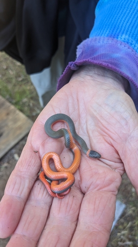iNaturalist observation photo of Ring-necked Snake