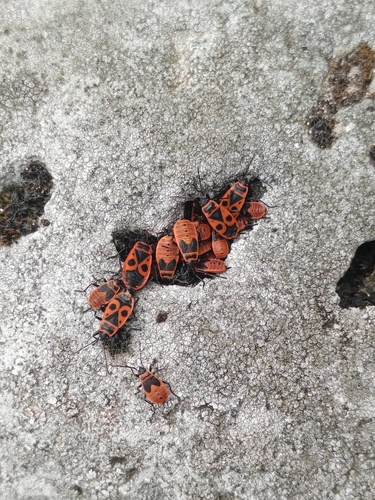 European Firebug