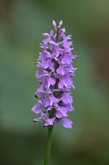 Dactylorhiza maculata
