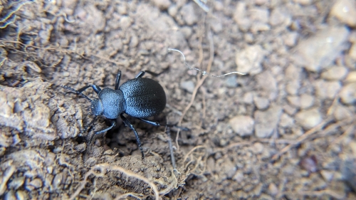 iNaturalist observation photo of Desert Stink Beetles