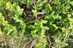 Heracleum sphondylium