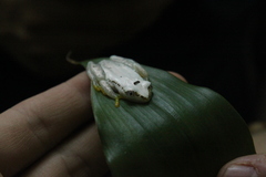 Afrixalus uluguruensis