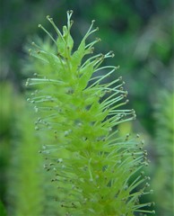 Salix triandra
