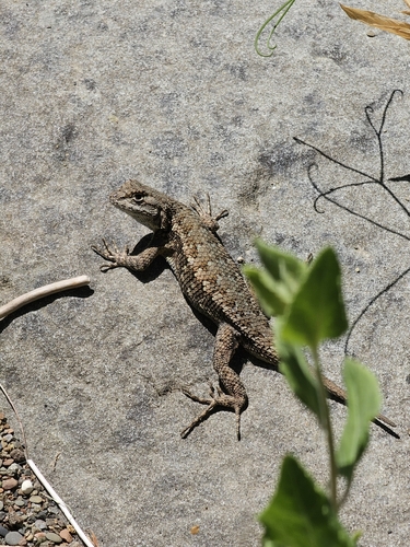iNaturalist observation photo of Western Fence Lizard