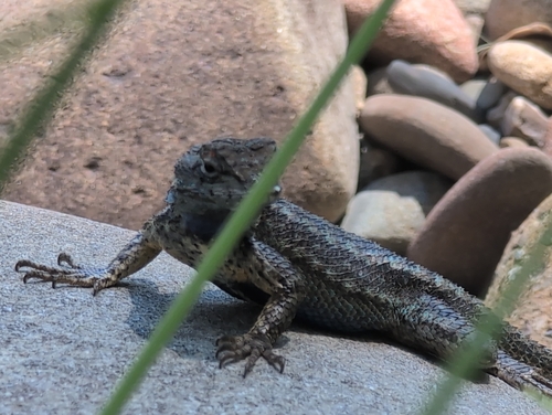 iNaturalist observation photo of Western Fence Lizard