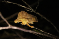 Rieppeleon brevicaudatus