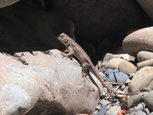 iNaturalist observation photo of Western Fence Lizard