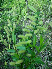 Salix triandra