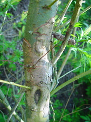 Salix triandra