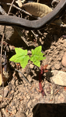 iNaturalist observation photo of bigleaf maple